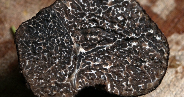 Truffe melanosporum clair de la plume